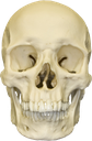 skull emote for Discord