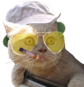 fear_and_loathing_cat emote for Discord