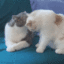 kissykissy emote for Discord