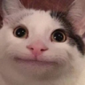 Beluga emote for Discord