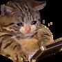 sadcat emote for Discord