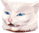 DGF_CatConfused emote for Discord