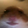 HamsterWhat emote for Discord