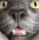 Cat_Sniff emote for Discord