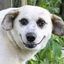 Wof_hh emote for Discord
