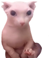 Bingus emote for Discord