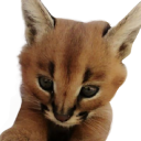 Cute_Young_Floppa emote for Discord