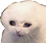 crying_cat2 emote for Discord