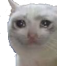 crying_cat emote for Discord