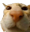 cat_stare emote for Discord