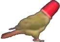 birdcup emote for Discord