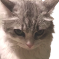evilkitty emote for Discord