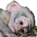 Sad_Monke emote for Discord
