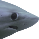 nervous_shark emote for Discord