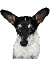 Fokkie emote for Discord