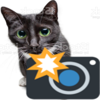cameracat emote for Discord