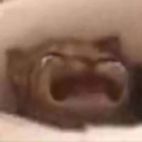 Cat_Cry emote for Discord