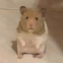wat emote for Discord