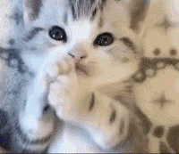 Cute_Kitty emote for Discord