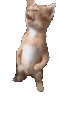 meow emote for Discord