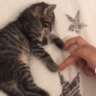 Catz_Luv emote for Discord