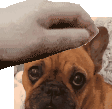 PennyPet emote for Discord