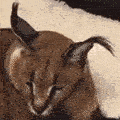 floppa_yawn emote for Discord