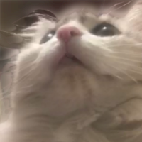 kittybb emote for Discord
