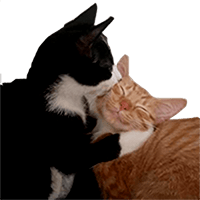 catkiss emote for Discord
