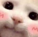 Cute_Cat emote for Discord