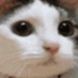 catNOO emote for Discord