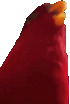 wuewuewue emote for Discord