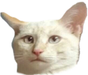 cat_stare emote for Discord