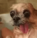 ugly_dog emote for Discord