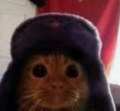 stare_cat emote for Discord
