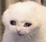 crycat1 emote for Discord