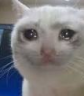 crycat2 emote for Discord