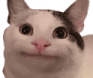ollie_the_polite_cat emote for Discord