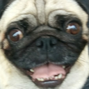 pug emote for Discord