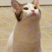 politestare emote for Discord