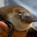 Wholesome_platypus emote for Discord