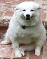 Creepy_dog emote for Discord