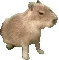 capybara emote for Discord