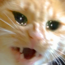 catWHY emote for Discord