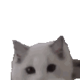 catHELLO emote for Discord