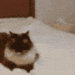 catBoop emote for Discord