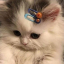 Kitty_Shy emote for Discord