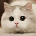 CuteKittyStare emote for Discord