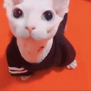 bingustare emote for Discord