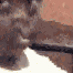kekwewewe emote for Discord